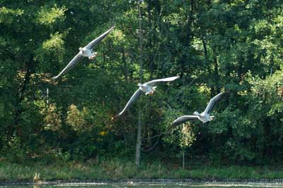 Aachener Zoo Aachener-Zoo-Gans-002